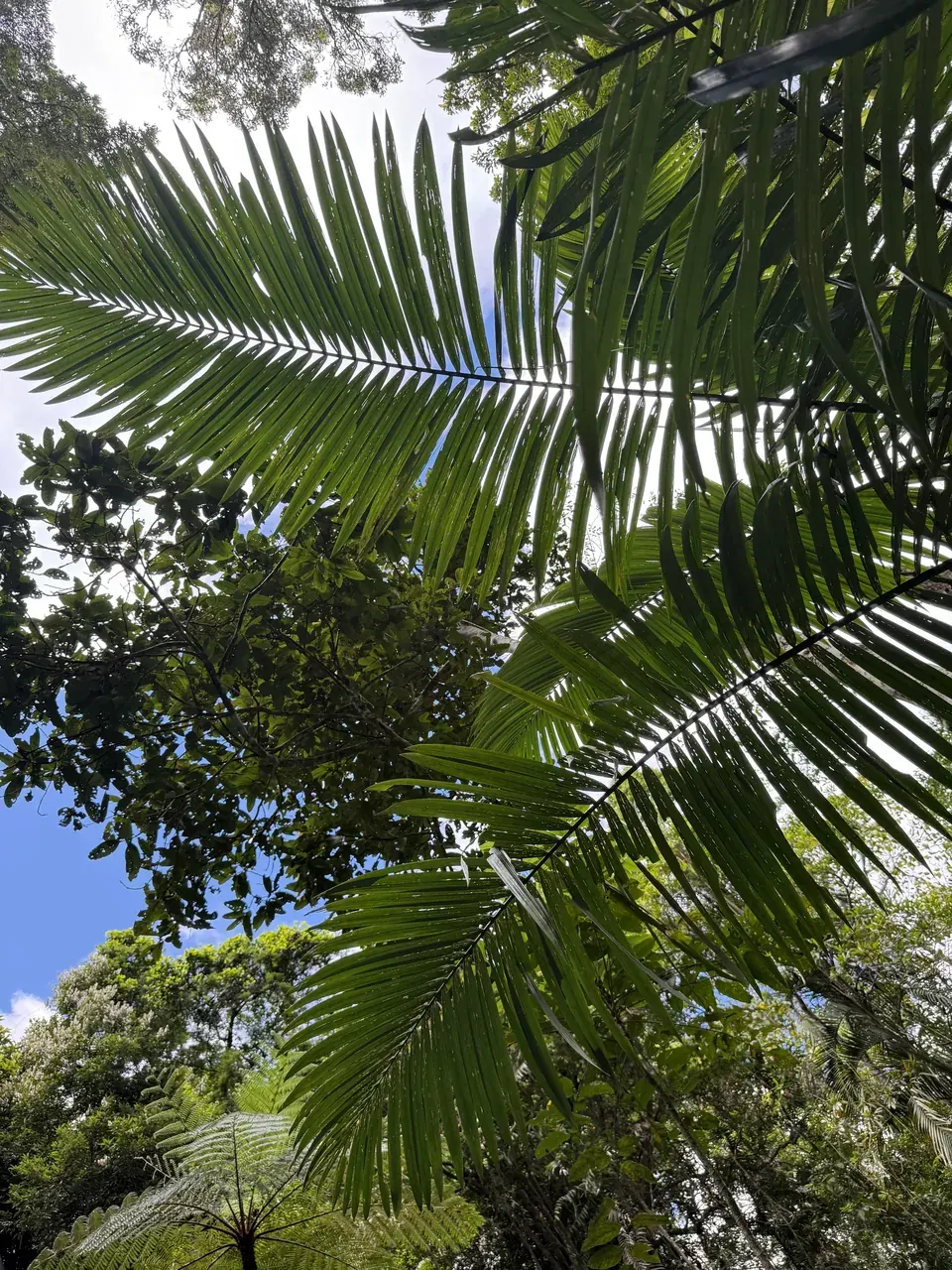 Palm fronds and the forest canopy from below