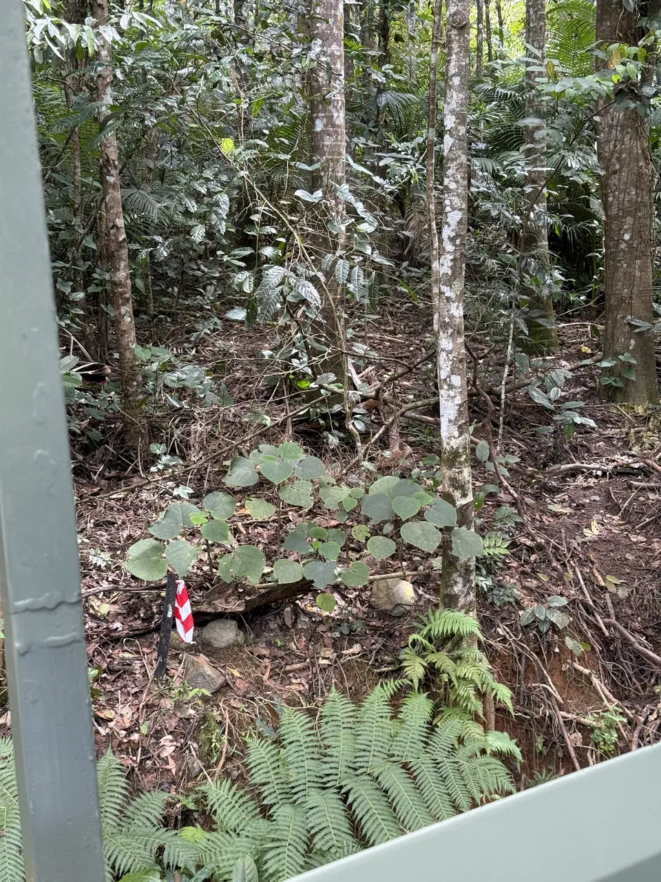 Ferns on the rainforest floor with a striped marker stake beside the stinging tree
