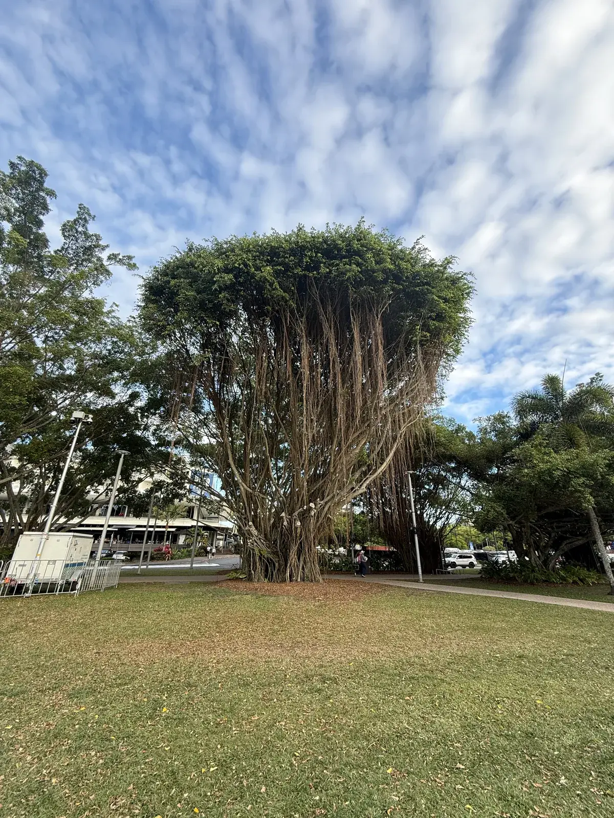 A sprawling banyan tree on our first day in Cairns