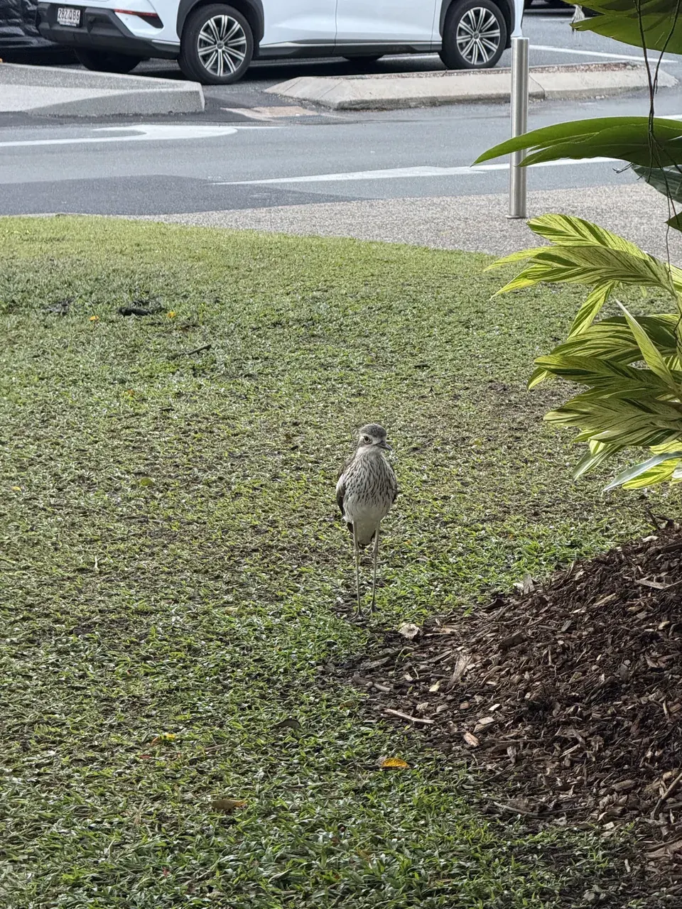 A bush stone-curlew standing very still on a lawn