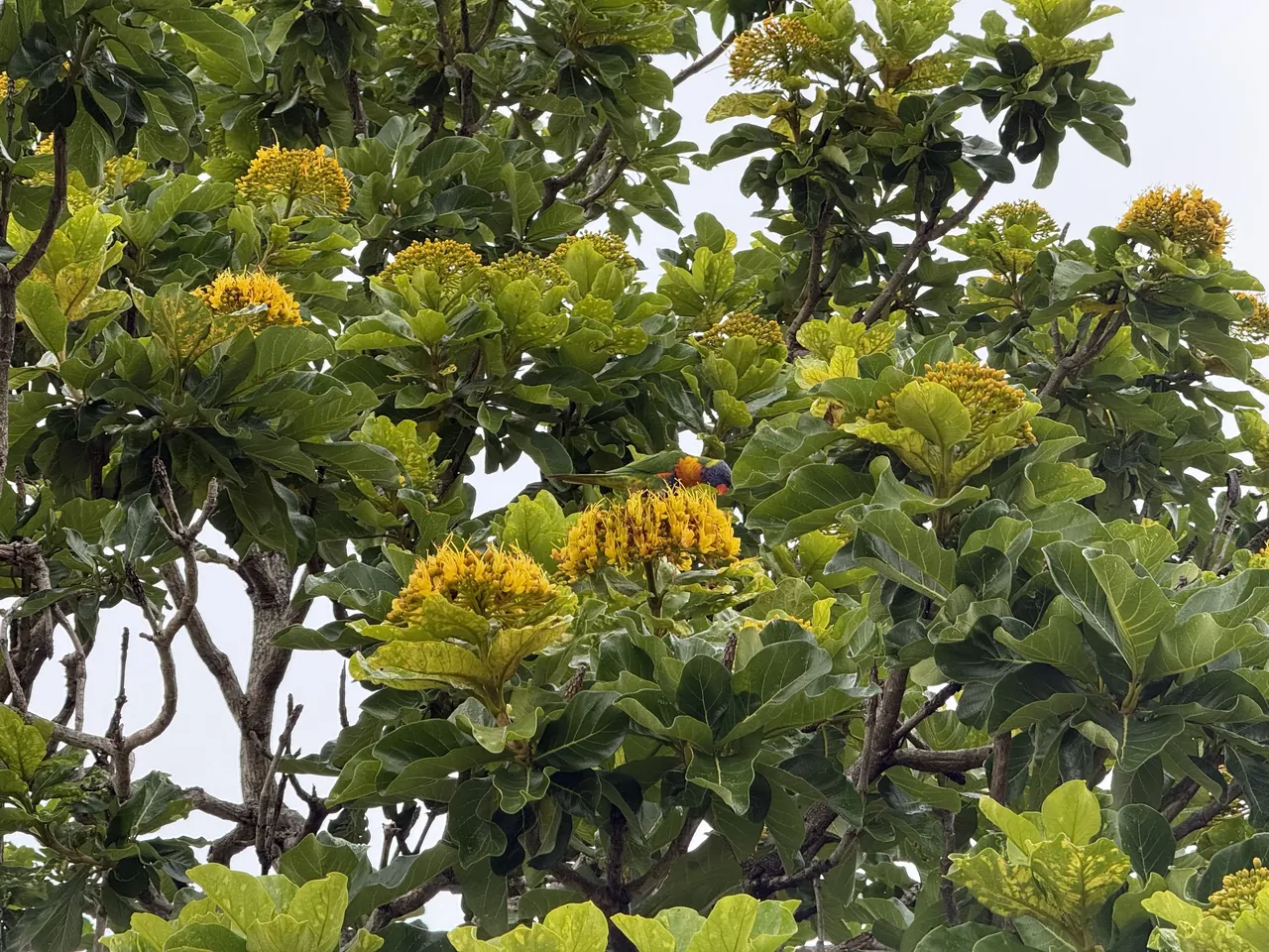 A rainbow lorikeet among yellow flowers in a tree
