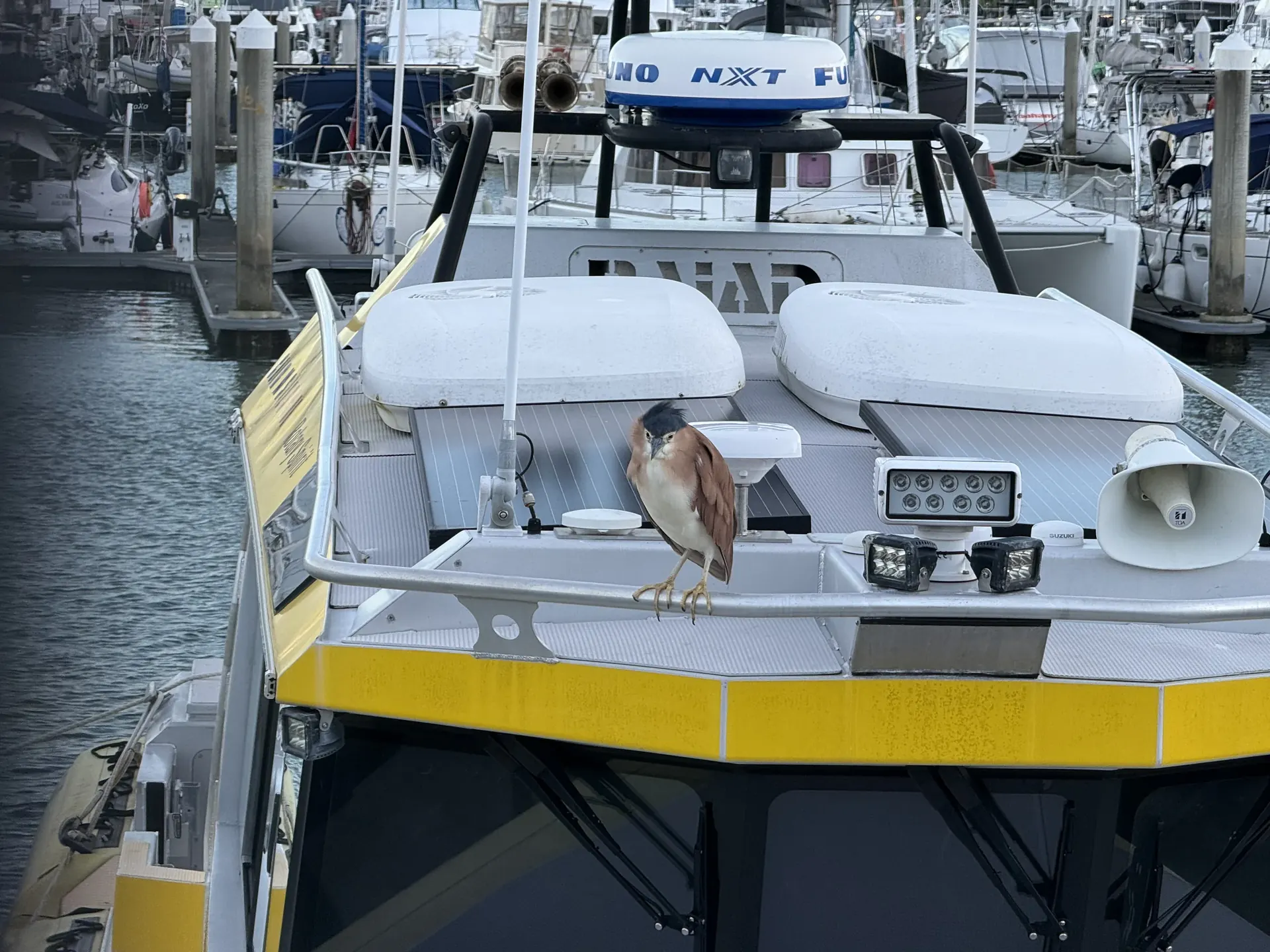 A brown and cream bird with a dark cap perched on a boat rail at Cairns Marina