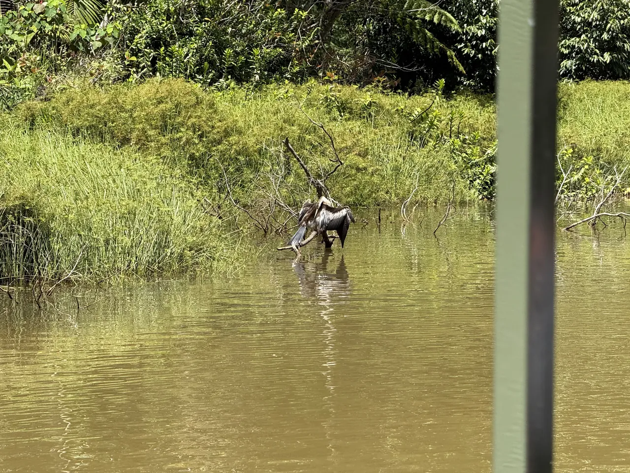 An Australasian darter drying its wings on a branch in the water