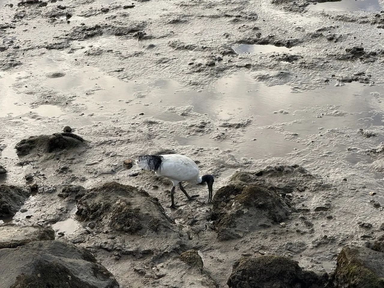 An Australian white ibis probing the mudflat