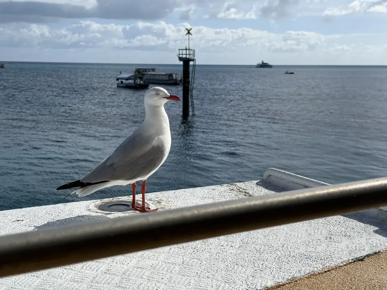 A silver gull standing on the boat rail with the sea behind