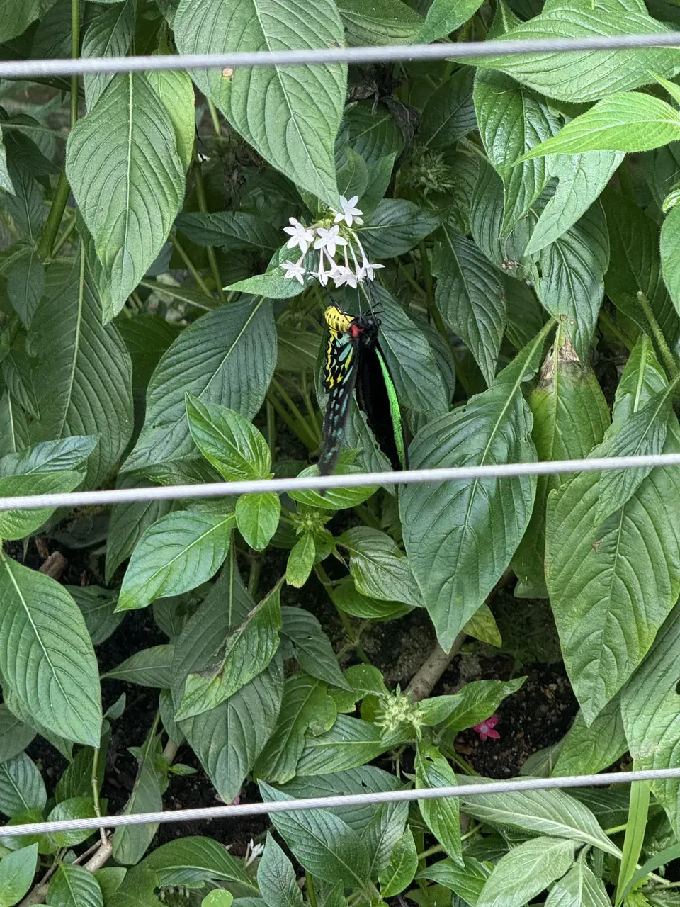 A male Cairns birdwing, green and black with a yellow body, on white flowers