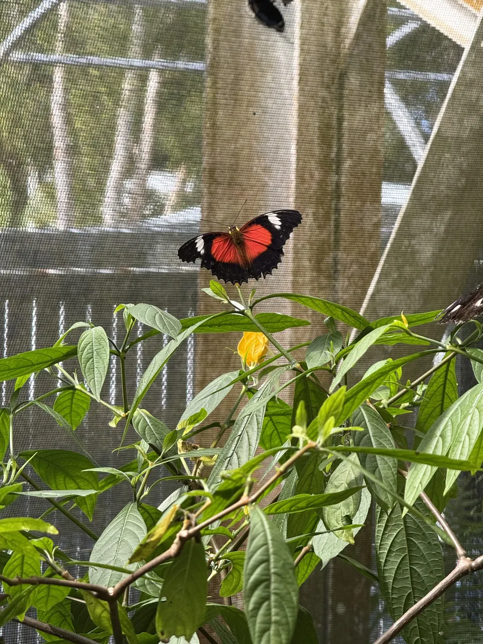 A red lacewing with black borders and white spots