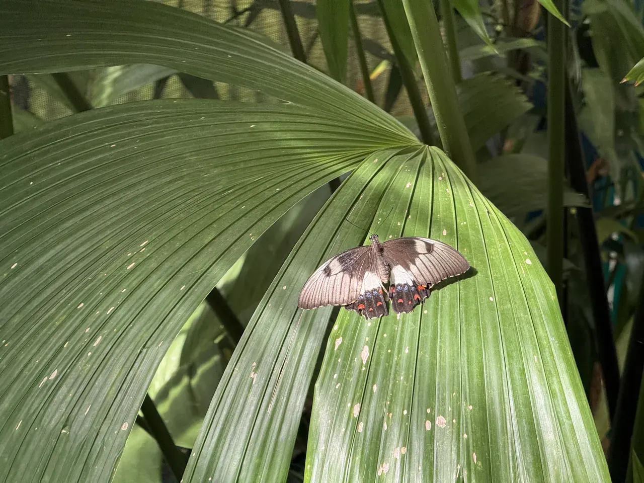 A female orchard swallowtail with red and blue spots on a fan palm