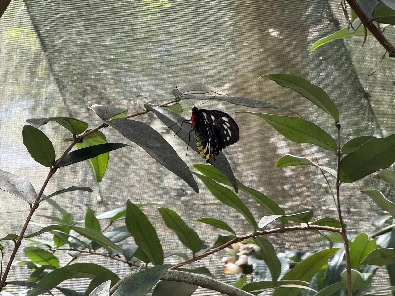 A female Cairns birdwing with a red thorax hanging under a leaf