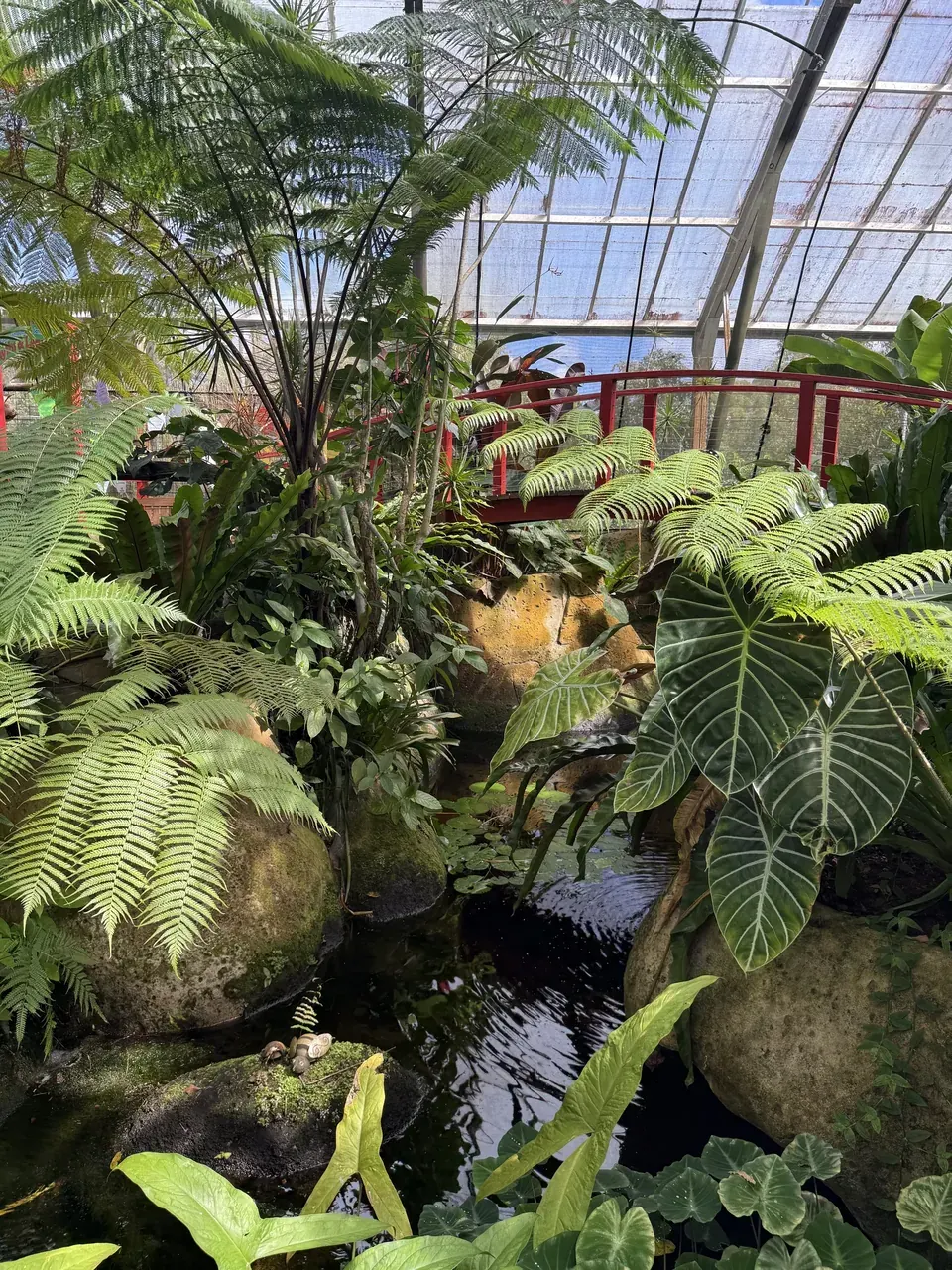 Inside the butterfly sanctuary: ferns, a stream and a red bridge