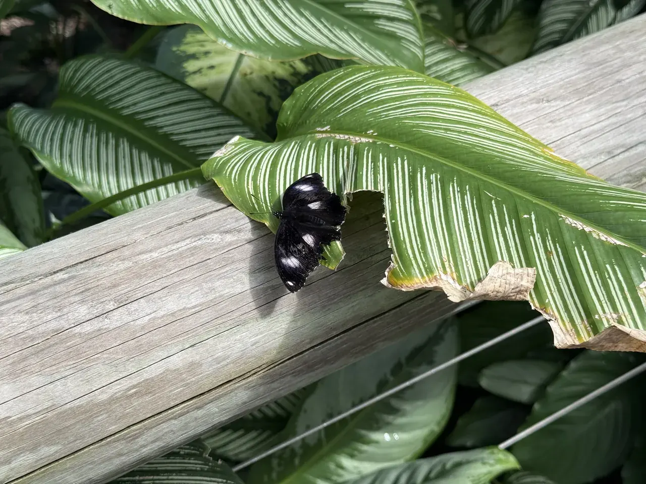 A black butterfly with white patches resting on a wooden rail