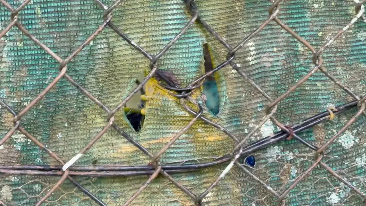A southern cassowary half hidden behind a fence, looking at the camera