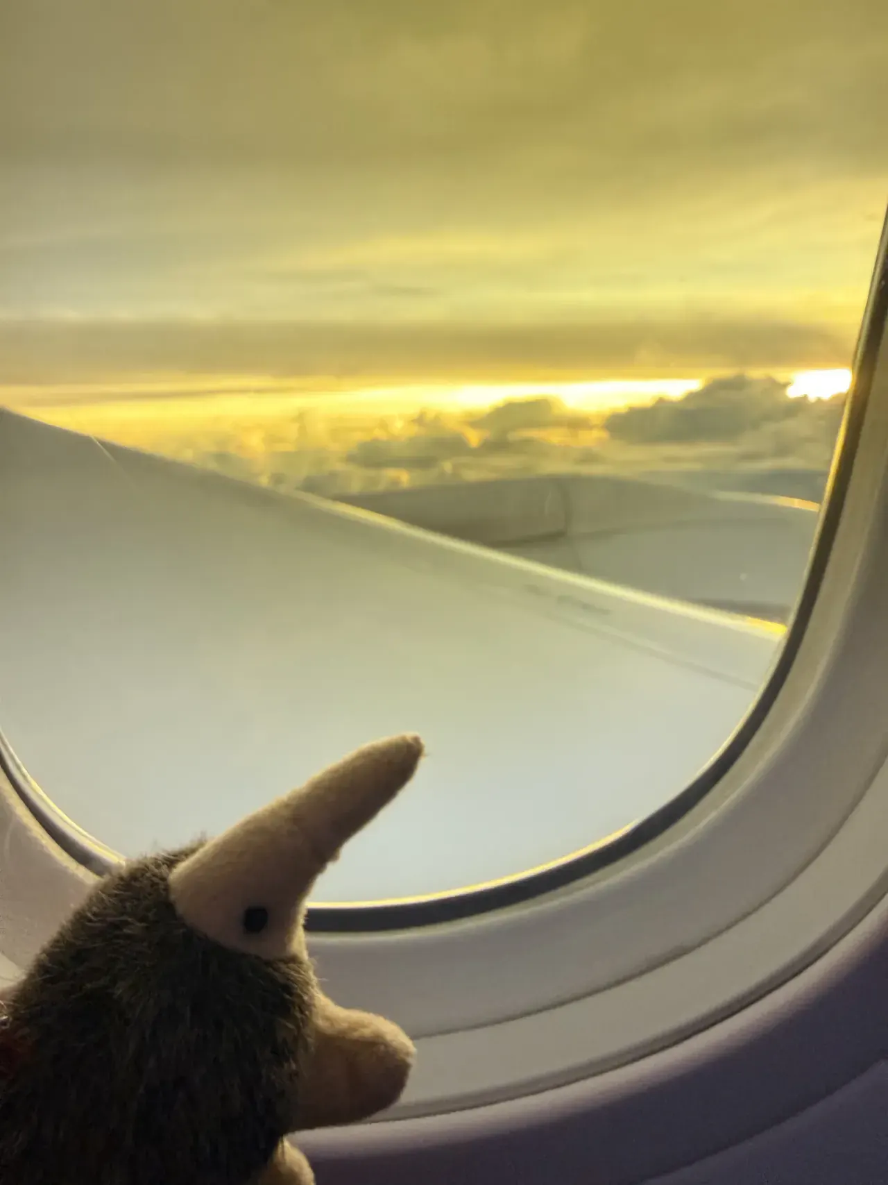 The plush echidna beside an airplane window and golden clouds