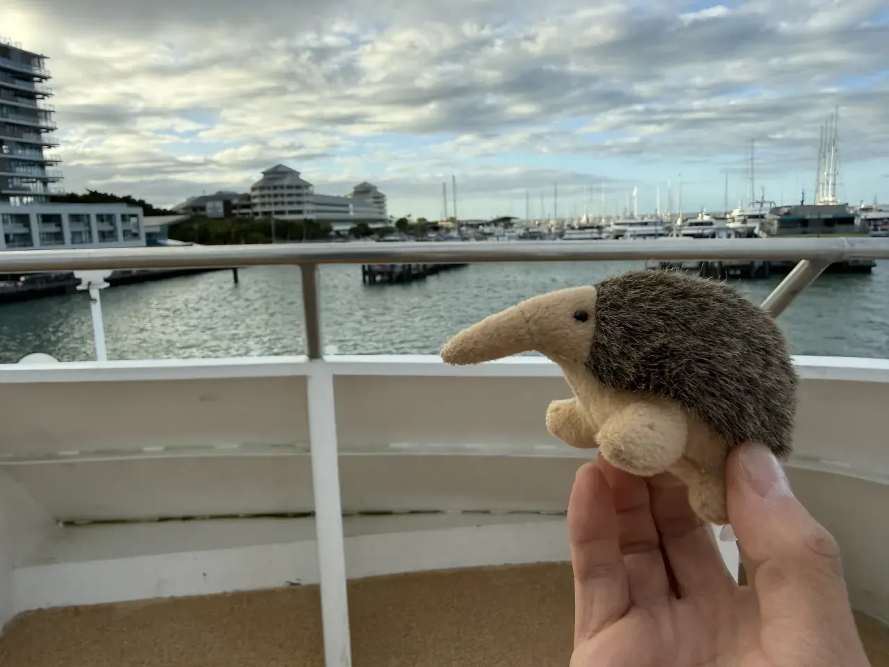 Our plush echidna held up with Cairns Marina behind it