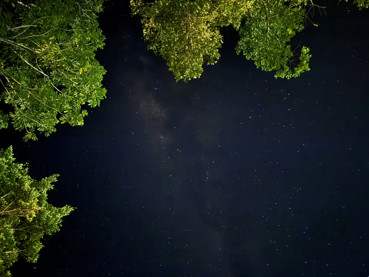 The Milky Way framed by tree canopies