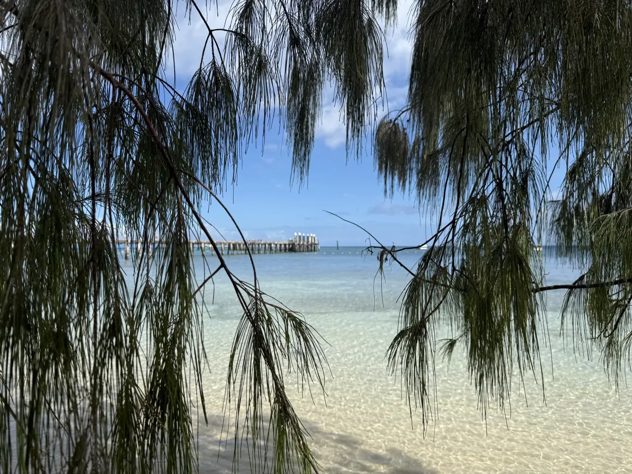 Green Island pier and water framed by hanging branches