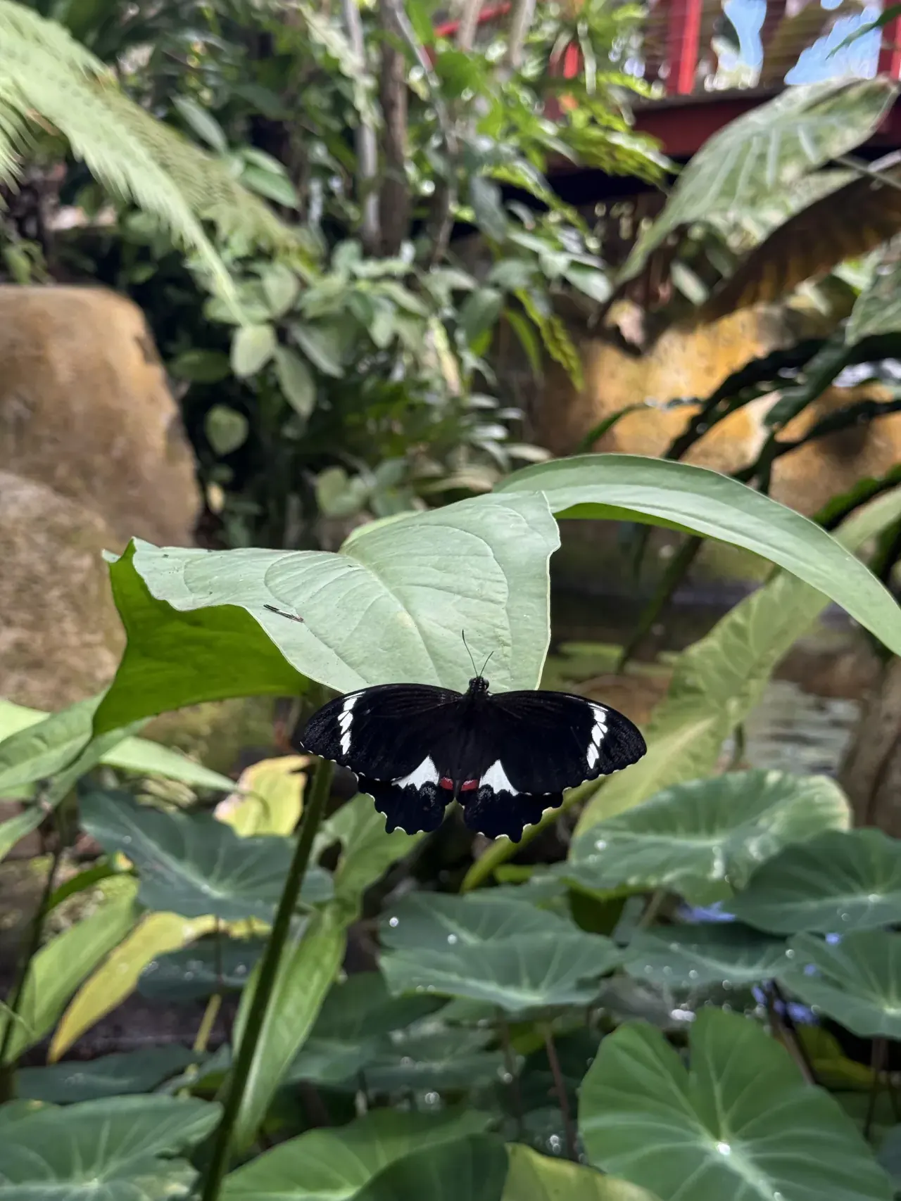 A black-and-white orchard swallowtail resting on a leaf
