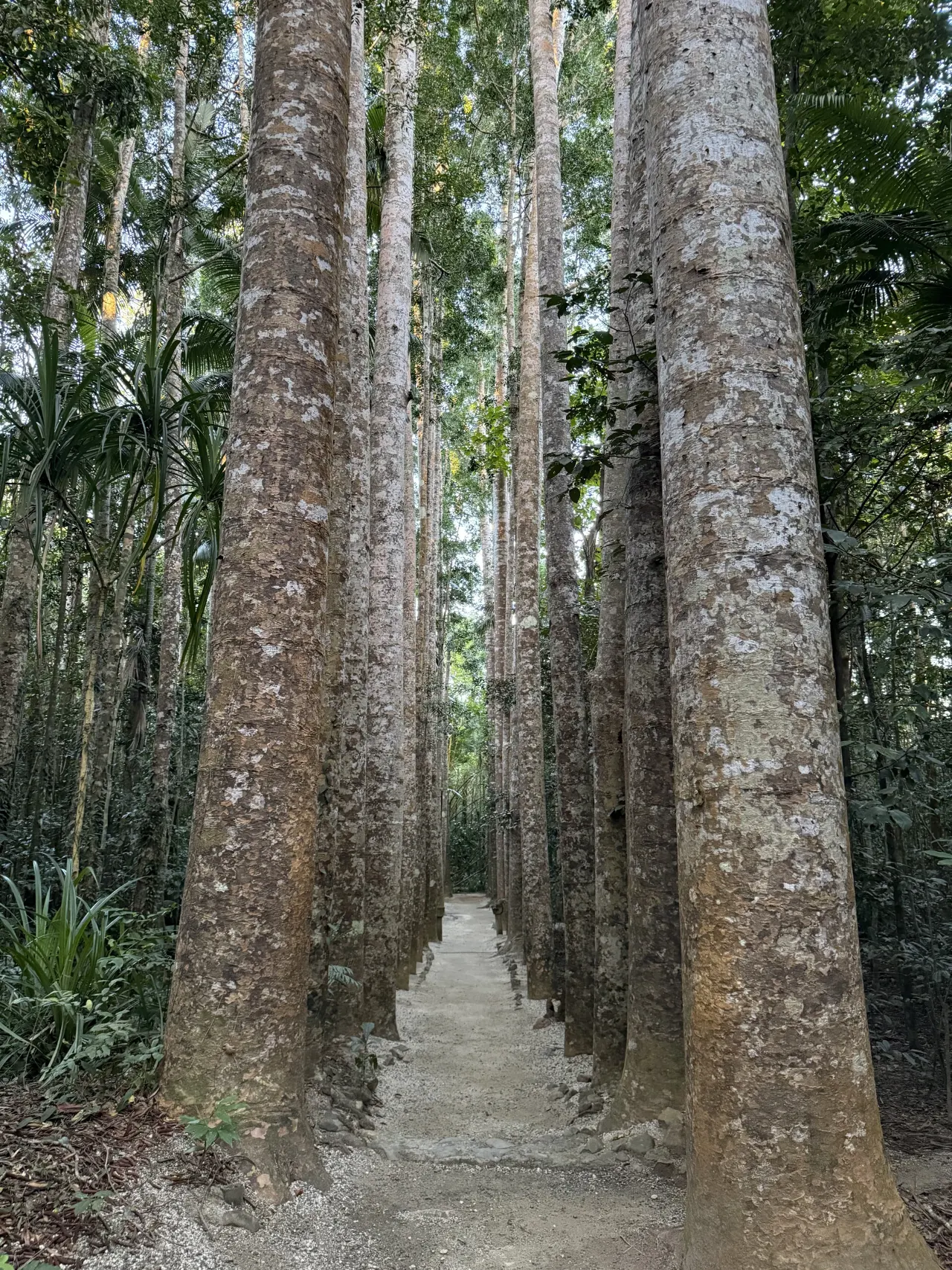 An avenue of tall trees in Paronella Park