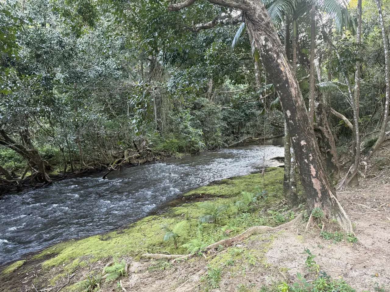 Fast-flowing creek water through rainforest