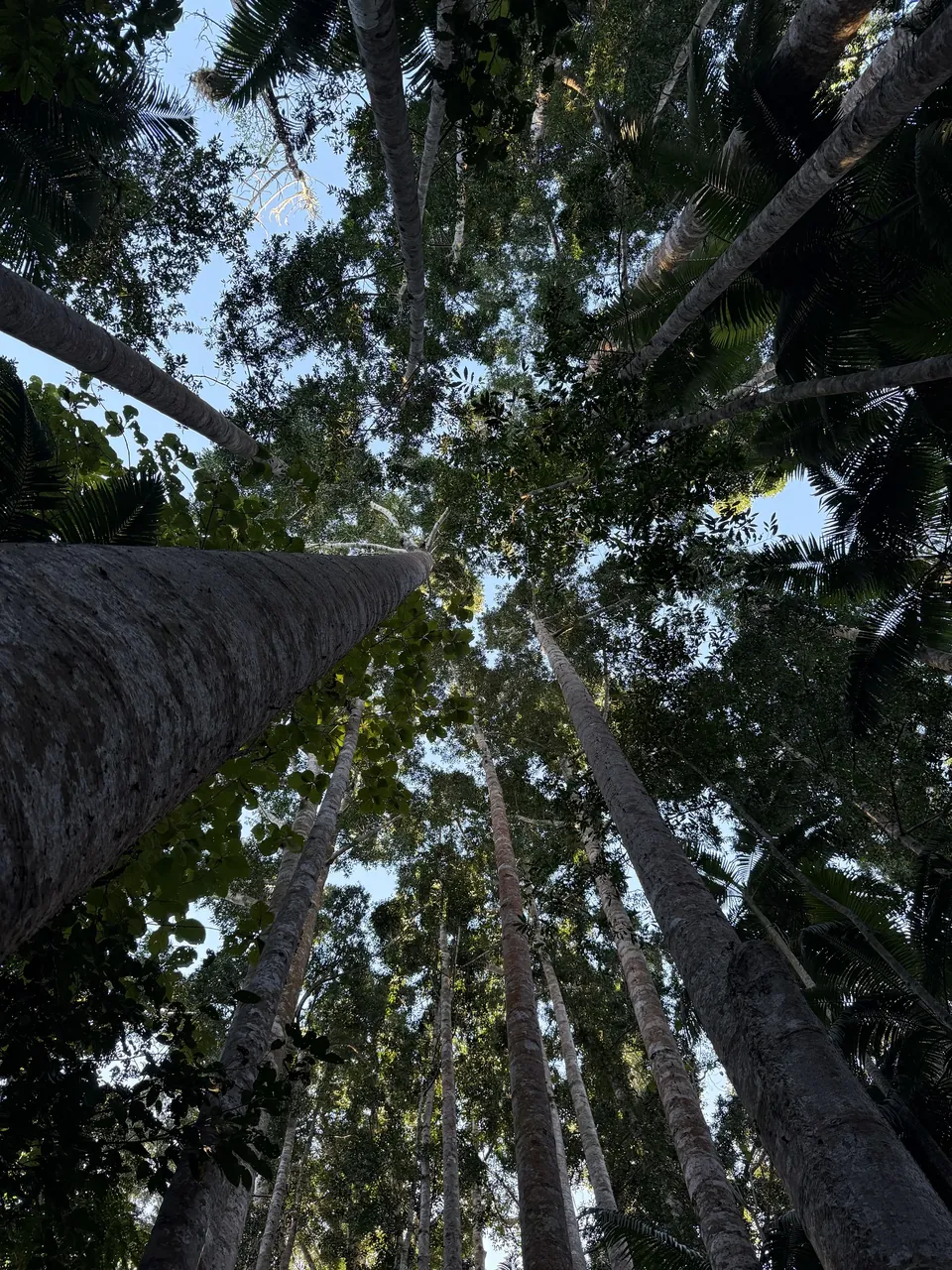 Tall rainforest trees seen from below