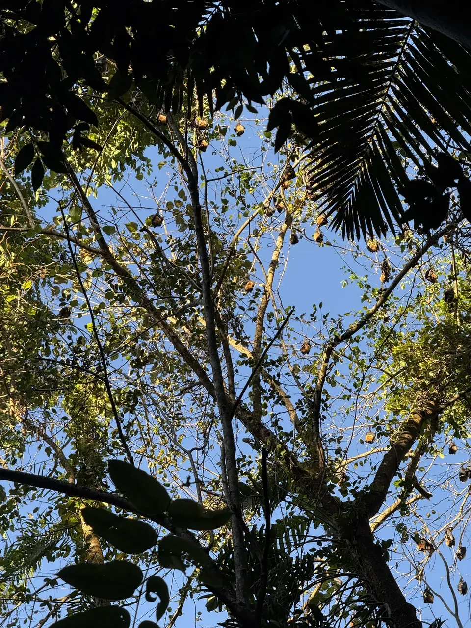 Flying-foxes roosting in a tree against the sky
