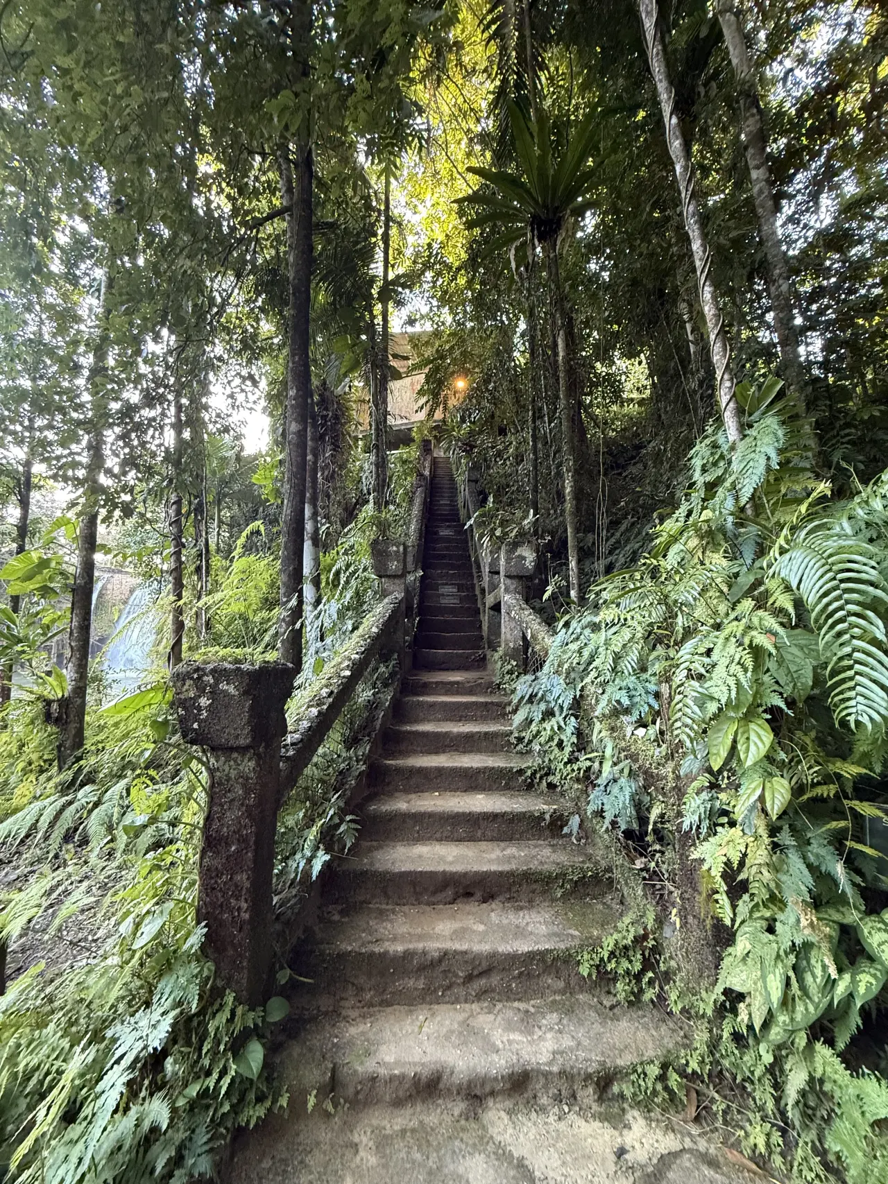 Narrow stone steps between ferns