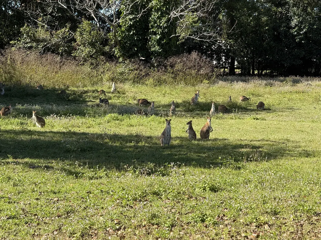A group of wild wallabies in a grassy field beside the road