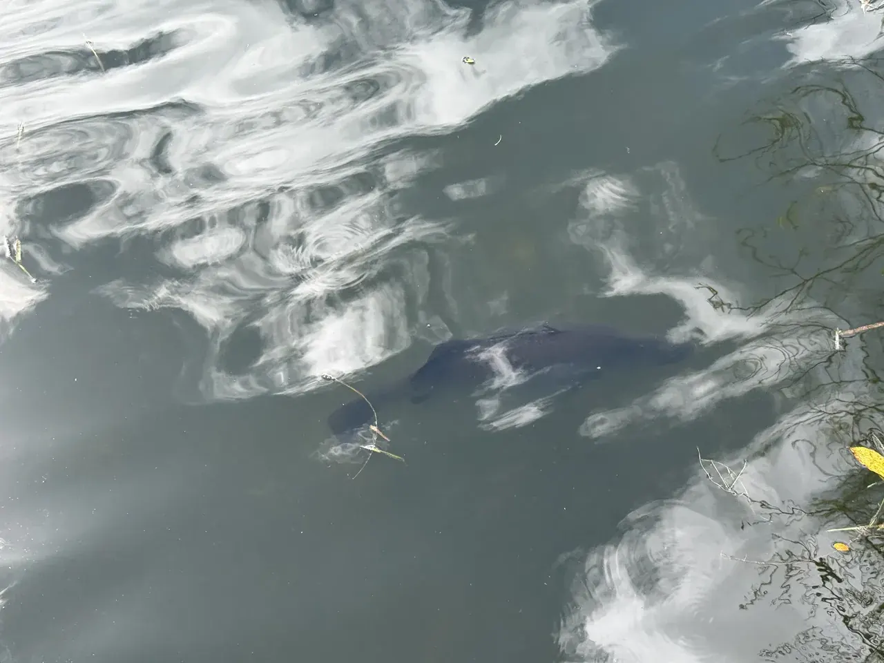 A dark barramundi shape beneath the surface of the pond