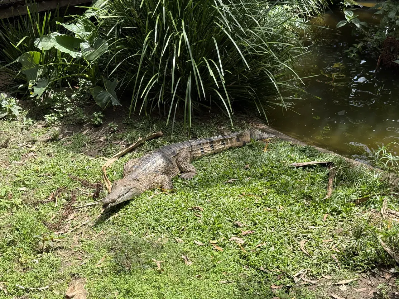 A saltwater crocodile lying beside a pond