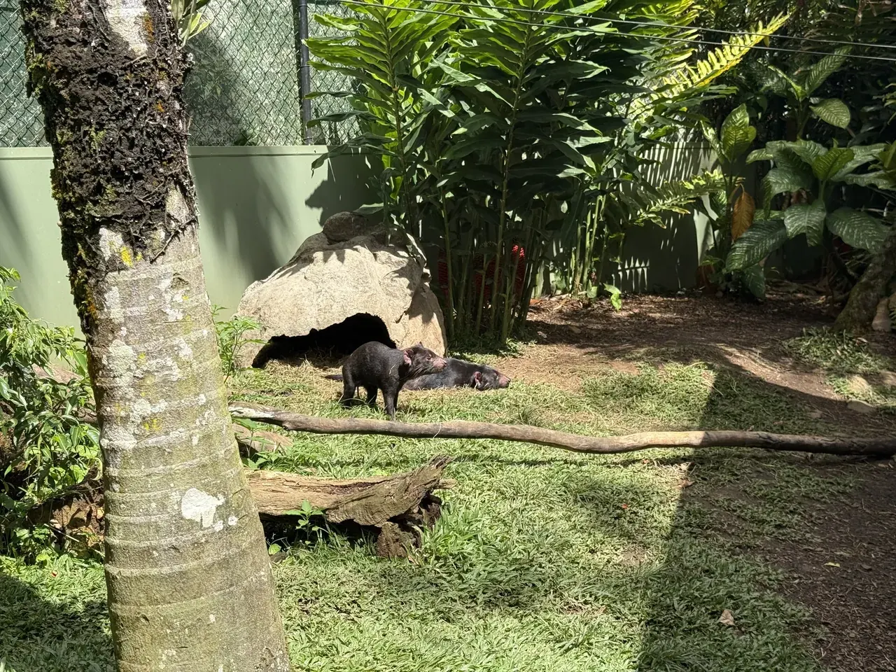 Two Tasmanian devils in a shady enclosure
