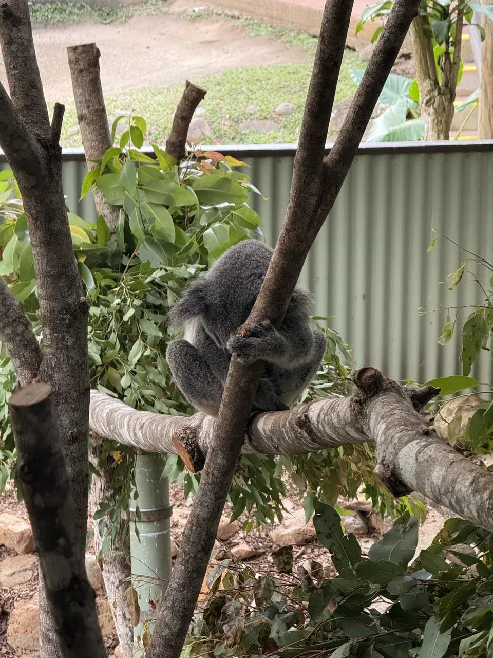 A koala sitting in its enclosure