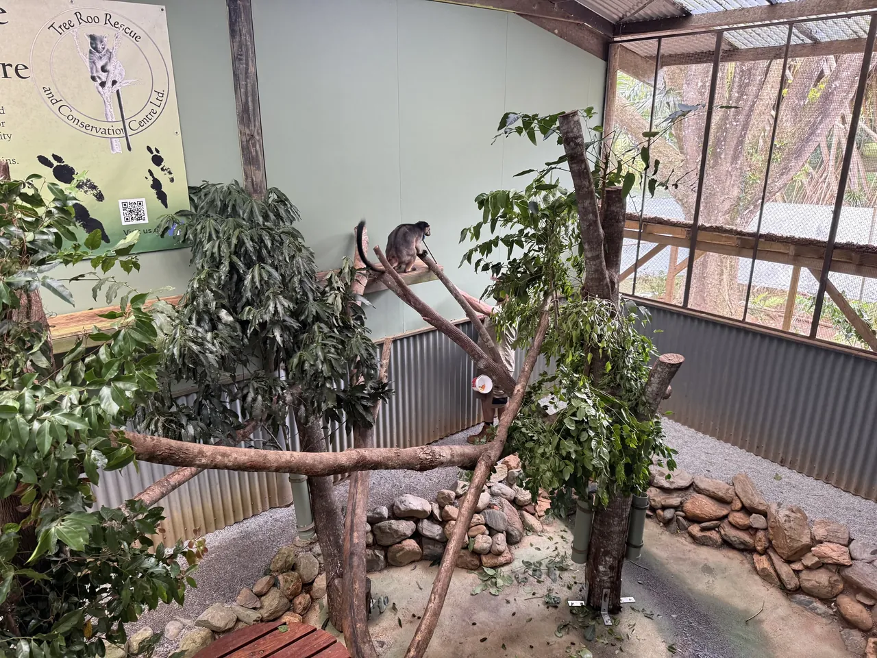 A tree-kangaroo on a branch in the rescue centre