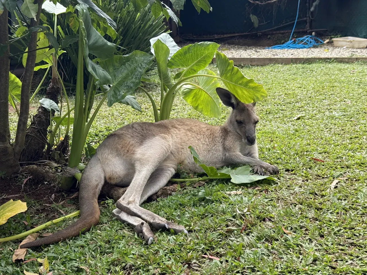 A kangaroo resting on the grass under large leaves