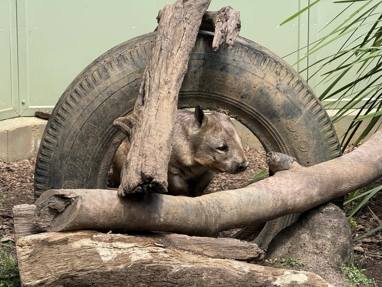 A wombat peering out from a tyre-and-log shelter